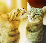 L’importanza dello screening per FIV e FELV